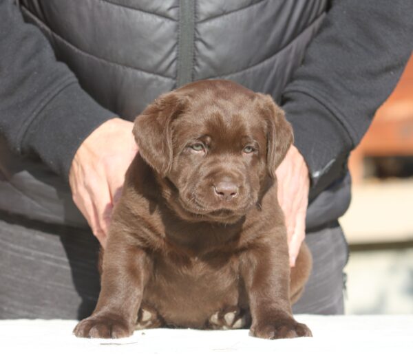 Bruno Labrador Retriever Bruno Labrador Retriever