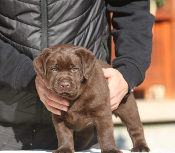 Bruno Labrador Retriever Bruno Labrador Retriever