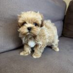 Bruno-male-maltipoo-puppy-for-sale-1 (1)
