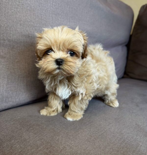 Bruno Maltipoo Bruno Maltipoo