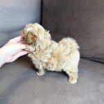 Bruno-male-maltipoo-puppy-for-sale-1 (2)