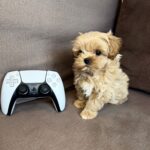 Bruno-male-maltipoo-puppy-for-sale-1 (4)