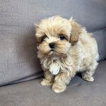Bruno-male-maltipoo-puppy-for-sale-1 (5)