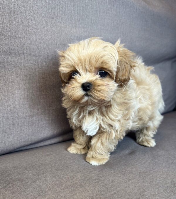 Bruno Maltipoo Bruno Maltipoo