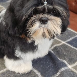 Bumblebee Shih Tzu