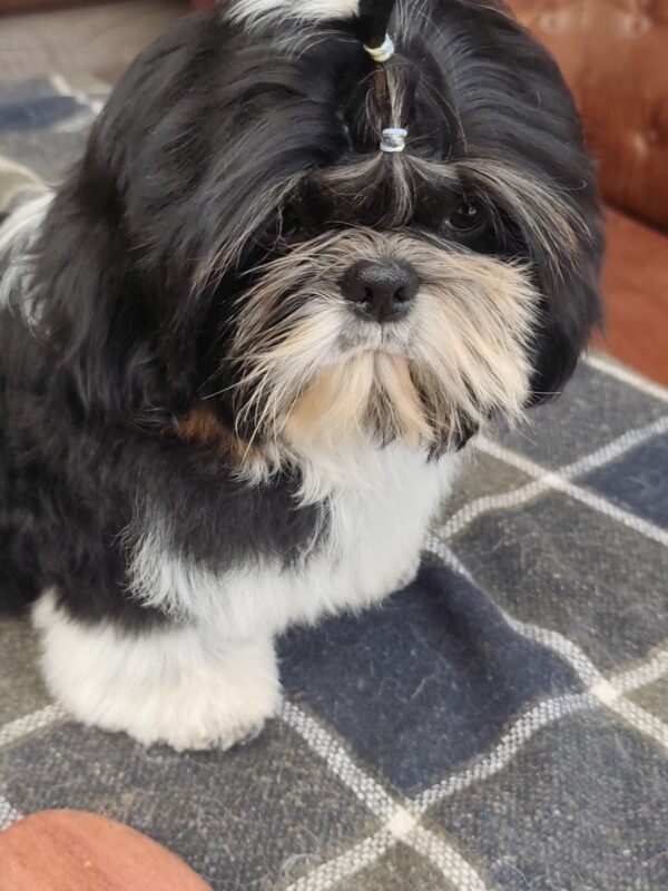 Bumblebee Shih Tzu Bumblebee Shih Tzu