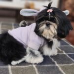 Sarabeth Shih Tzu
