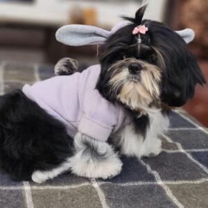 Bumblebee Shih Tzu