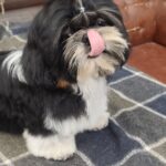 Bumblebee-male-shih-tzu-puppy-for-sale-1 (3)