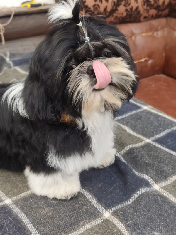 Bumblebee Shih Tzu Bumblebee Shih Tzu