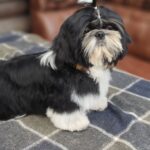 Bumblebee-male-shih-tzu-puppy-for-sale-1 (4)
