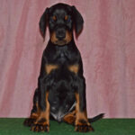 Babitta Dobermann
