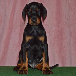 Burack Dobermann