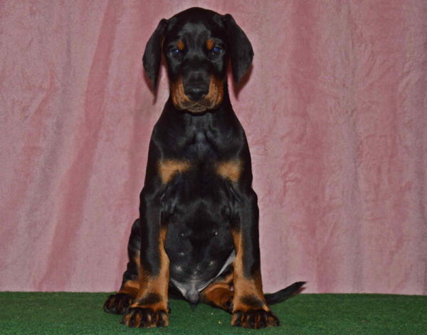 Burack Dobermann