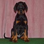 Burack-male-dobermann-puppy-for-sale-1 (2)