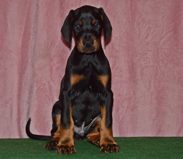 Burack Dobermann