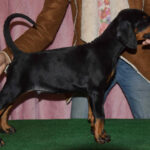 Burack-male-dobermann-puppy-for-sale-1 (3)