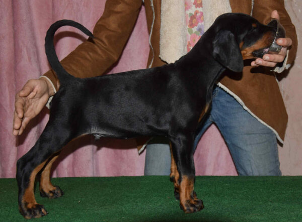 Burack Dobermann