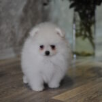 Camila-female-pomeranian-puppy-for-sale-1 (1)