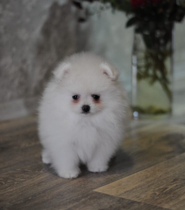 Camila Pomeranian Camila Pomeranian