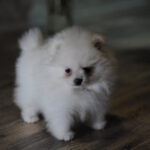 Camila-female-pomeranian-puppy-for-sale-1 (2)