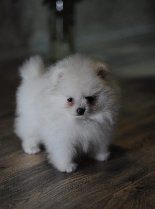 Camila Pomeranian Camila Pomeranian