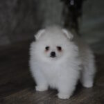 Camila-female-pomeranian-puppy-for-sale-1 (3)