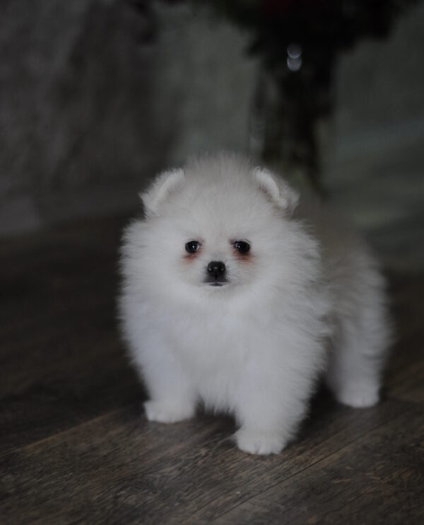 Camila Pomeranian Camila Pomeranian