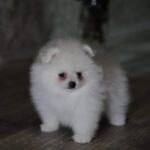 Camila-female-pomeranian-puppy-for-sale-1 (4)