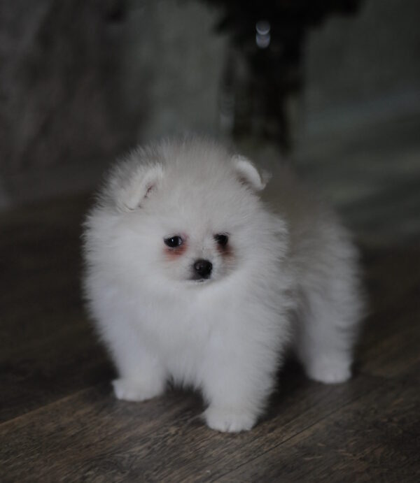 Camila Pomeranian Camila Pomeranian