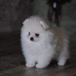 Camila-female-pomeranian-puppy-for-sale-1 (5)