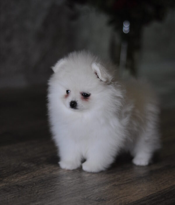 Camila Pomeranian Camila Pomeranian