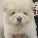 Cassandra-female-chow-chow-puppy-for-sale-1 (1)