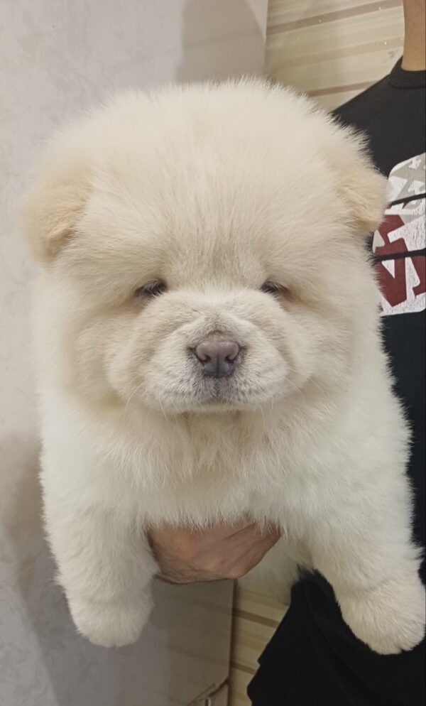 Cassandra Chow-Chow Cassandra Chow-Chow