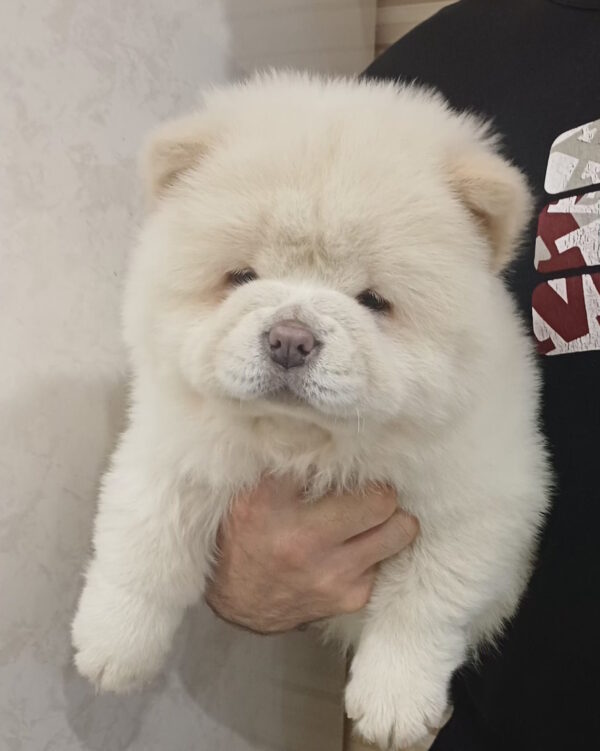 Cassandra Chow-Chow Cassandra Chow-Chow