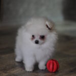 Cassie-female-pomeranian-puppy-for-sale-1 (1)