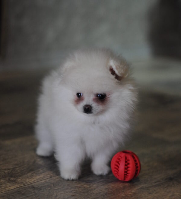 Cassie Pomeranian Cassie Pomeranian