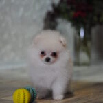 Cassie-female-pomeranian-puppy-for-sale-1 (2)