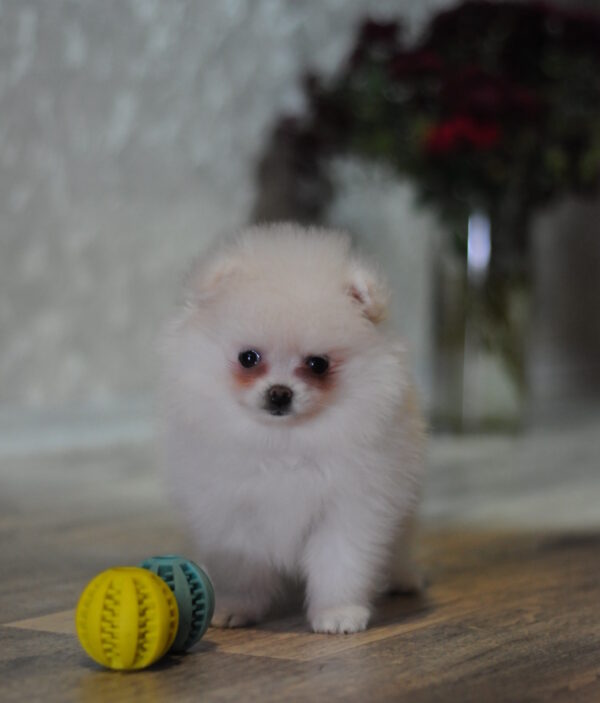 Cassie Pomeranian Cassie Pomeranian