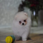 Cassie-female-pomeranian-puppy-for-sale-1 (3)