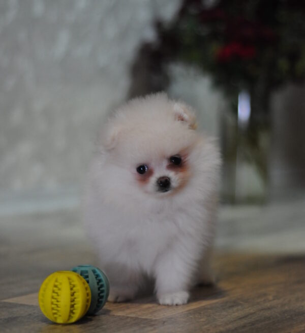 Cassie Pomeranian Cassie Pomeranian