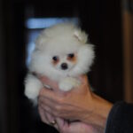 Cassie-female-pomeranian-puppy-for-sale-1 (4)