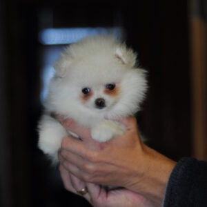 Cassie Pomeranian