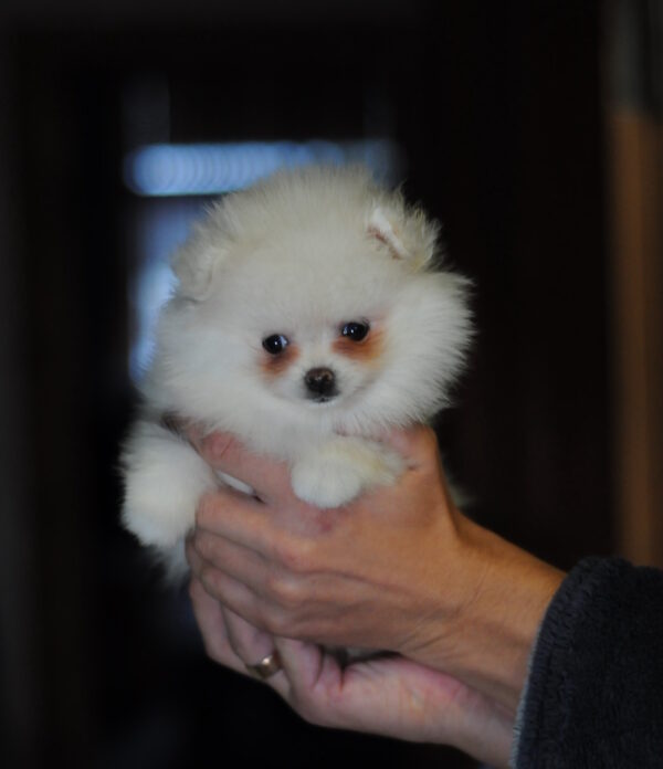Cassie Pomeranian Cassie Pomeranian