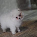 Cassie-female-pomeranian-puppy-for-sale-1 (5)