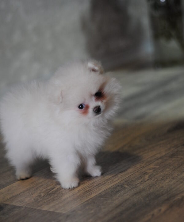 Cassie Pomeranian Cassie Pomeranian