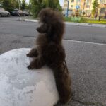 Charls-male-Toy-Poodle-puppy-for-sale-1
