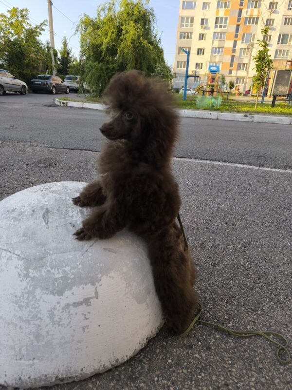 Charls Toy Poodle Charls Toy Poodle