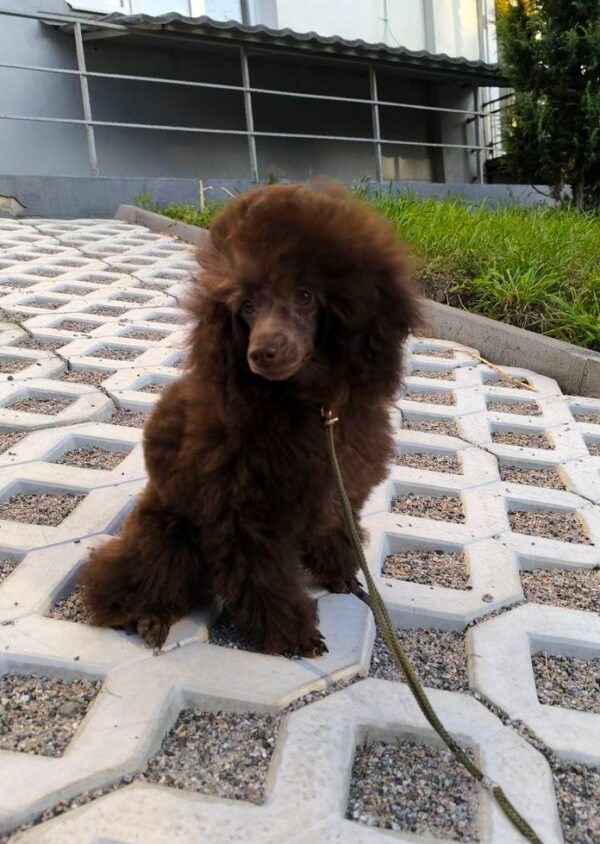 Charls Toy Poodle Charls Toy Poodle