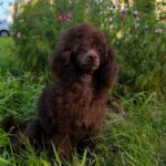 Charls-male-Toy-Poodle-puppy-for-sale-3